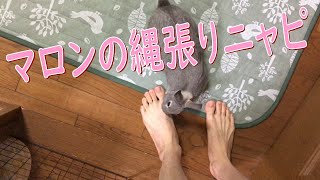 【うさぎ】足を噛むマロン！