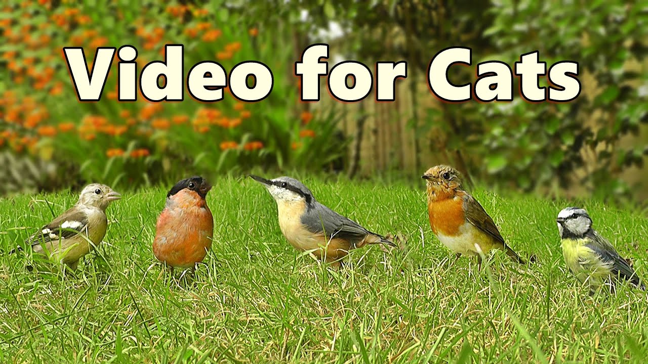 Catflix : Videos For Cats To Watch - 8 HOUR Garden Birds Bonanza - YouTube