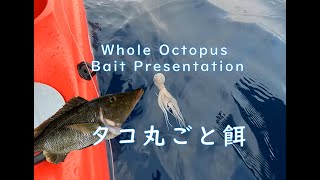 カヤック 釣り: タコ丸ごと餌. Okinawa Kayak Fishing: Whole Octopus Bait Presentation; 沖縄 国頭村; 沖縄釣