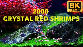 Crystal Red Shrimp Aquarium | Explore the Serene Beauty of Iwagumi Style Aquascape