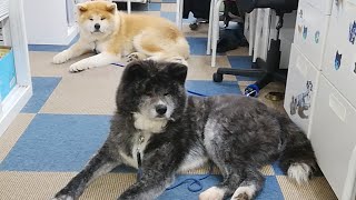 秋田犬会館配信！