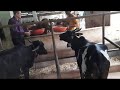 adv carlos ferreira spends time with cows.