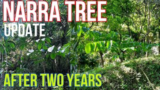 Narra Tree Update After Two Years ( Seeds until Grown )