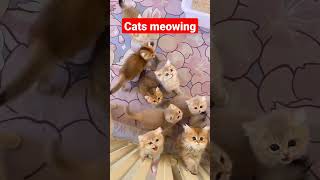 cats meowing 🥰||cats shorts video#cats#shorts#trending