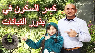 طريقة كسر السكون في بذور النباتات, تجهيز البذور للزراعة مع الكواليس, Breaking Seeds Dormancy