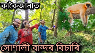 In Search of Golden Langurs Of Kakoijana | কাকৈজানা  বঙাইগাঁও