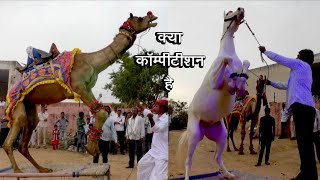 ऊंट और घोड़े का डांस कॉम्पिटिशन // Camel Dance \u0026 Horse Dance // KDH