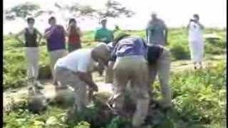 Picking the World's Largest Watermelon