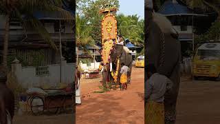 Chirakkal Shabareenath @ Thiruvanikkavu Temple | ചിറക്കൽ ശബരീനാഥ് |