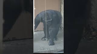 空になった竹フィーダーをポイ捨てするリキ🤍 【上野動物園】  ゴリラ🦍