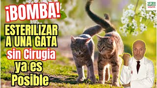 🙀 NUEVA FORMA DE ESTERILIZAR A UNA GATA SIN CIRUGÍA CON UNA SOLA INYECCION 🙀