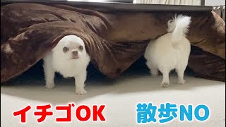 都合が悪いと隠れておやつの話になると出てくるコタツ犬！分かりやすいチワワのコハク