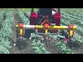 broccoli soil filling work and work machine adjustment