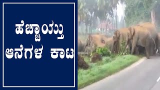 ಬೆಂಗಳೂರು: ಆಹಾರ ಅರಸಿ ನಾಡಿನತ್ತ ಕಾಡಾನೆಗಳ ಲಗ್ಗೆ | Elephants | Oneindia Kannada