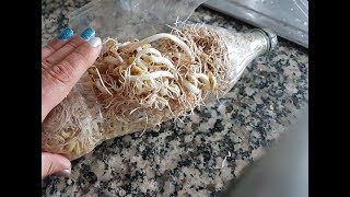 Kolay Filizlendirme, Çimlendirme. Evde Çok Kolay Mikro Filiz Yapımı. Easy Micro Sprout Germination