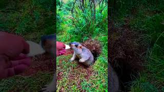 Cute Wild animal bobak marmot or prairie dog eating cookies yummy 107