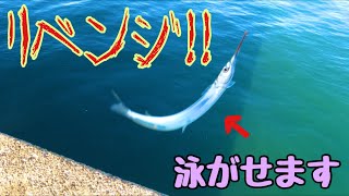 アジやコノシロがいないのでサヨリを泳がす！！【青物釣り】