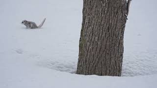 [4K] エゾモモンガが雪の上を走る超珍しい映像　This is a rare video of Siberianflyingsquirrel running on the snow.