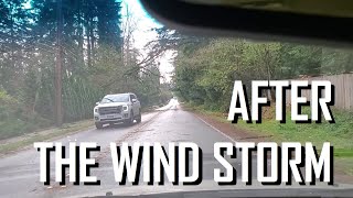 After the Wind Storm. Redmond WA. USA | После ветряного шторма. Редмонд, Вашингтон, США