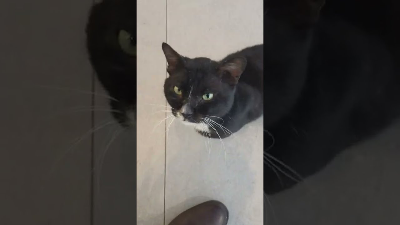 Funny Black Cat Youtube