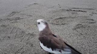 オカメインコと海までお散歩