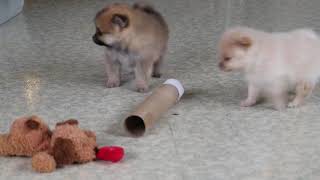 Pomeranian Puppies For Sale