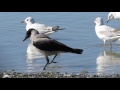 hooded crow corvus cornix Κόρωνος Κουρούνα Σταχτοκουρούνα cyprus