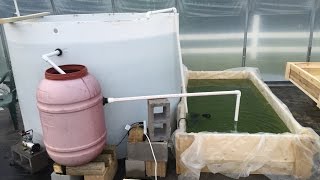 Aquaponics In The New Greenhouse! Part 1