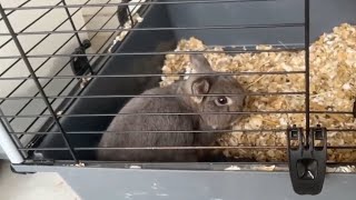 Slick Shows Emiru's Bunny Prison