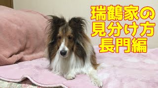 【シェルティ】瑞鶴家の見分け方【長門編】