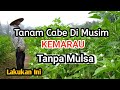 Tanaman Cabe dimusim kemarau tanpa mulsa