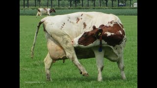 Koeien genieten in de weide omgeving Hemmen door Tine de Jong