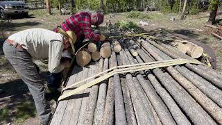 Tipi Pole Harvest for Wagon Days 2024