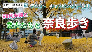 【さあ、どうなる！？】鹿の大群に初めて出会った大型犬！　＃トイファクトリー＃デュカト＃キャンピングカー旅＃奈良＃50代夫婦