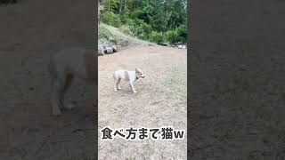 猫みたいな犬#shorts