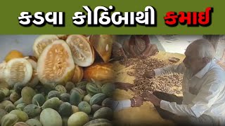 કડવા કોઠિંબાની ખેતી કરી સારી એવી આવક મેળવતા અમરેલી જિલ્લાના પ્રગતિશીલ ખેડૂત ગણપતભાઈ  સુહાગીયા