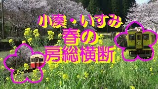 小湊鉄道・いすみ鉄道 春の房総横断 2017.04.12