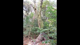 葛木御歳神社奥山登拝登り編（御所市）奈良の爺々