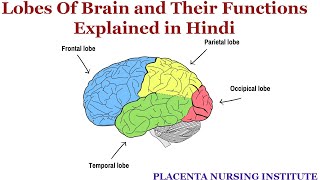 Lobes of Brain and Their Functions Explained  in Hindi | The Four Lobes Concept