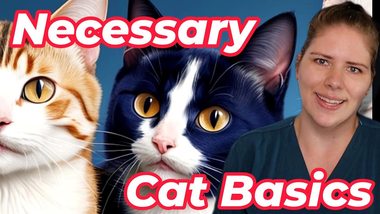 Cat Care Essentials Vet S Guide To Feline Enrichment And Husbandry