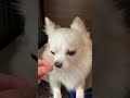 この顔はずるい shorts チワワ 犬 dog puppy 感動