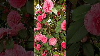 beautiful flowers  Camellia  #beautifulflowers #satisfying #garden #flowers