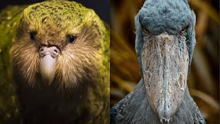 ▽ Самые невероятные птицы в мире