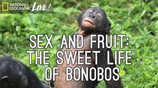 Sex and Fruit: The Sweet Life of Bonobos | Nat Geo Live