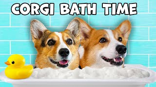 We Gave Our Dogs a Spa Day!