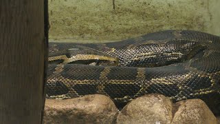 ビルマニシキヘビ,広島市安佐動物公園,Burmese Python,Asa Zoo,Hiroshima,Japan