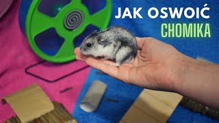 Jak oswoić chomika? + transportowanie + wybieg // PORADNIK🐹