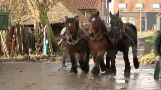 paardenkracht | Promo | Trekpaarden