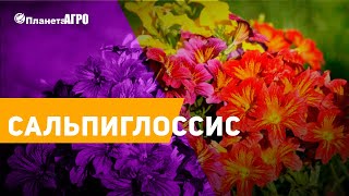 👌 Семена цветов Сальпиглоссис 🌿 Планета Агро