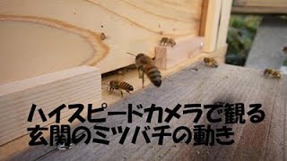 ハイスピードカメラで観る玄関のミツバチの動き